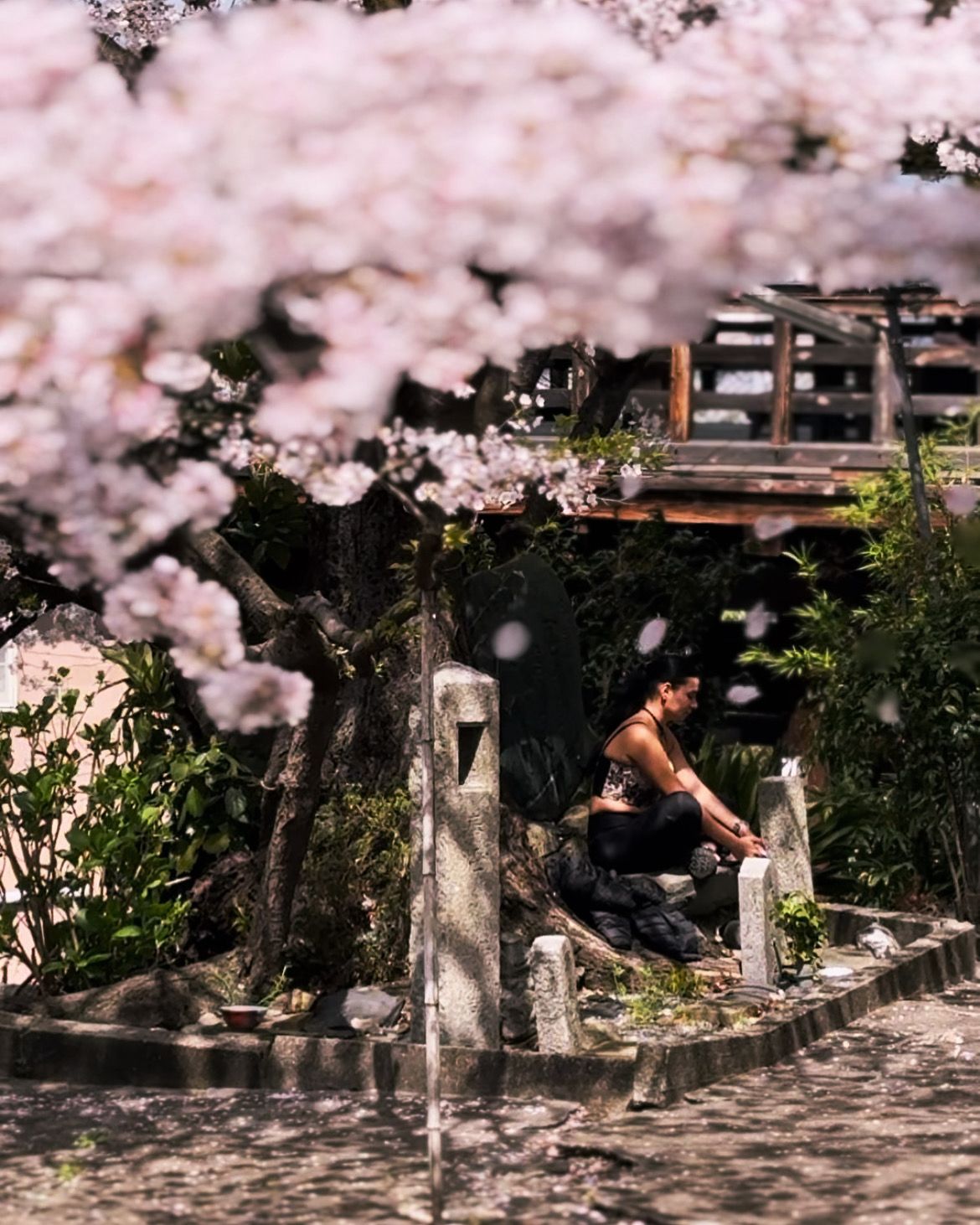 Persona sentada entre flores de cerezo